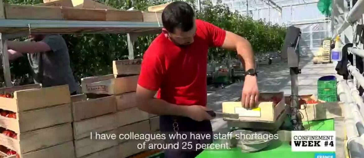 Refugees in France come to rescue as farmers struggle without foreign seasonal workers