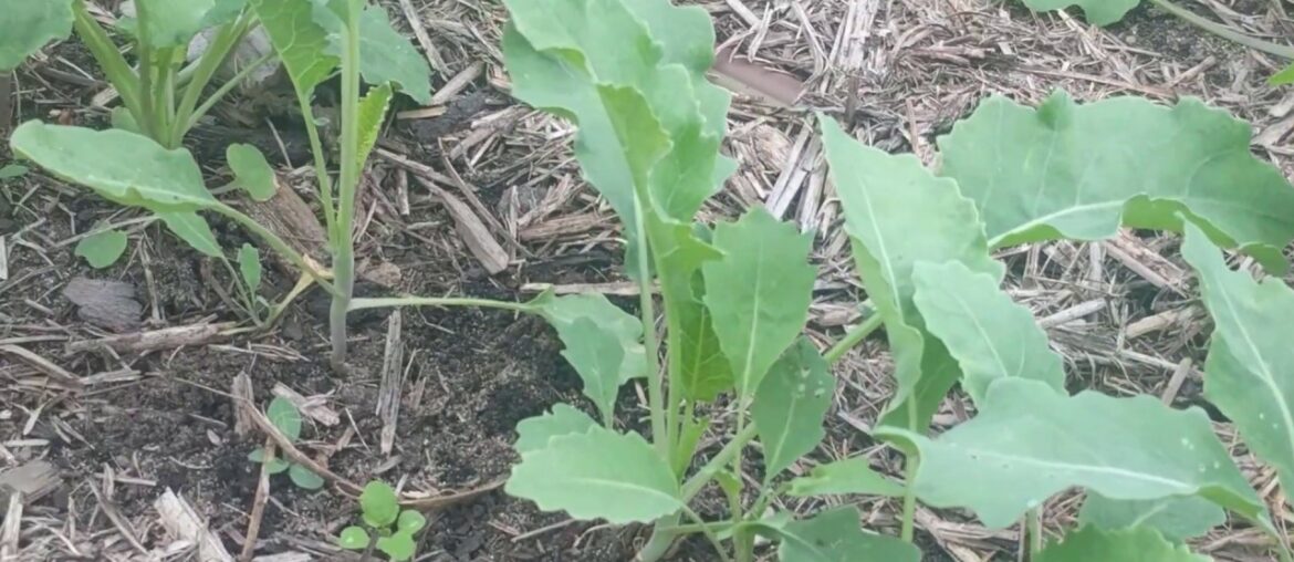 Garden Bites – with CPAC's resident Gardener Lauren Booth Garden Bites - with CPAC's resident Gardener Lauren Booth