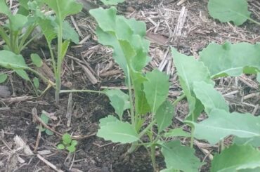 Garden Bites - with CPAC's resident Gardener Lauren Booth
