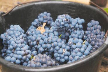 Why Real Champagne Is So Expensive