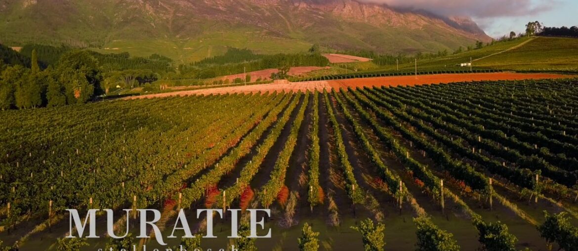 Muratie Wines