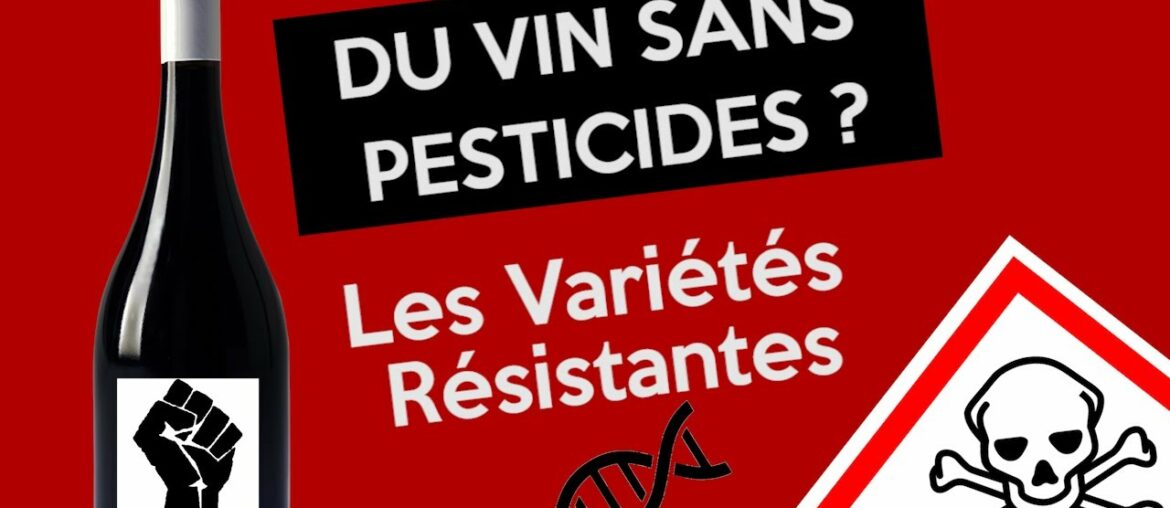 DU VIN SANS PESTICIDES ? (Les Variétés Résistantes) DU VIN SANS PESTICIDES ? (Les Variétés Résistantes)