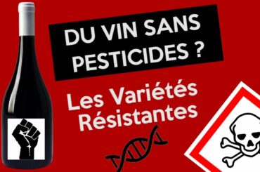 DU VIN SANS PESTICIDES ? (Les Variétés Résistantes)