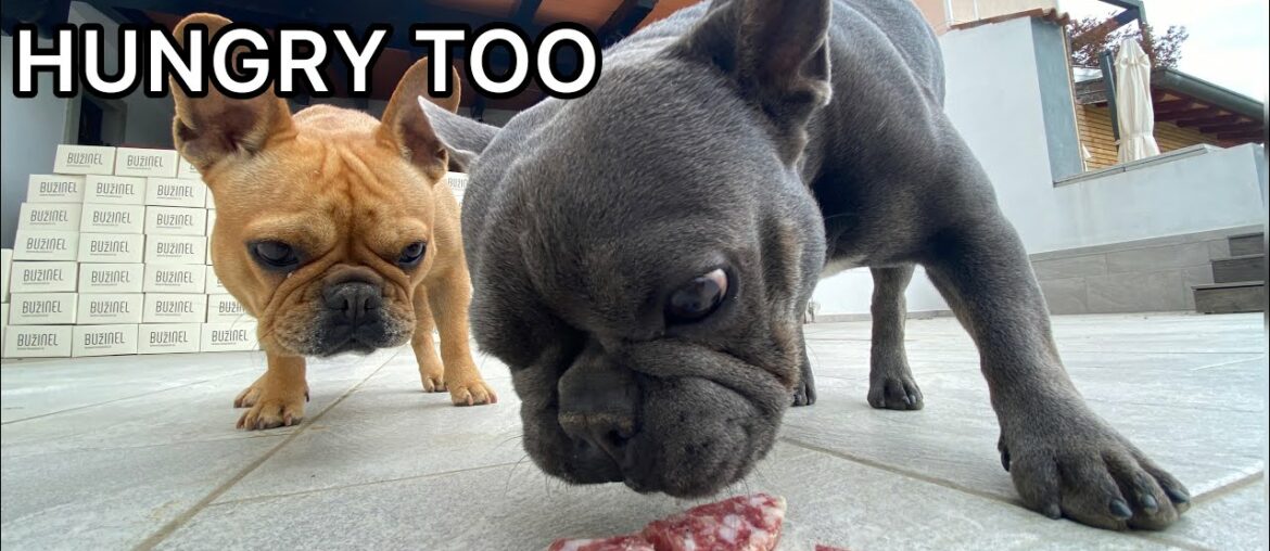 Dogs Have To Find HIDDEN Treats / Challenge