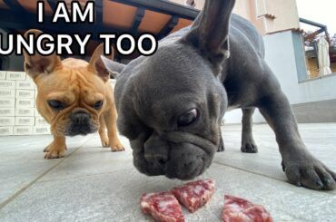 Dogs Have To Find HIDDEN Treats / Challenge