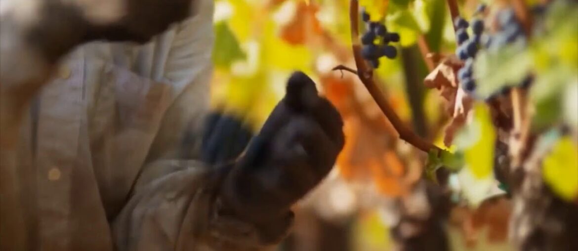 Sol Rouge Vineyard & Winery Sol Rouge Vineyard & Winery