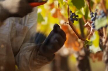 Sol Rouge Vineyard & Winery