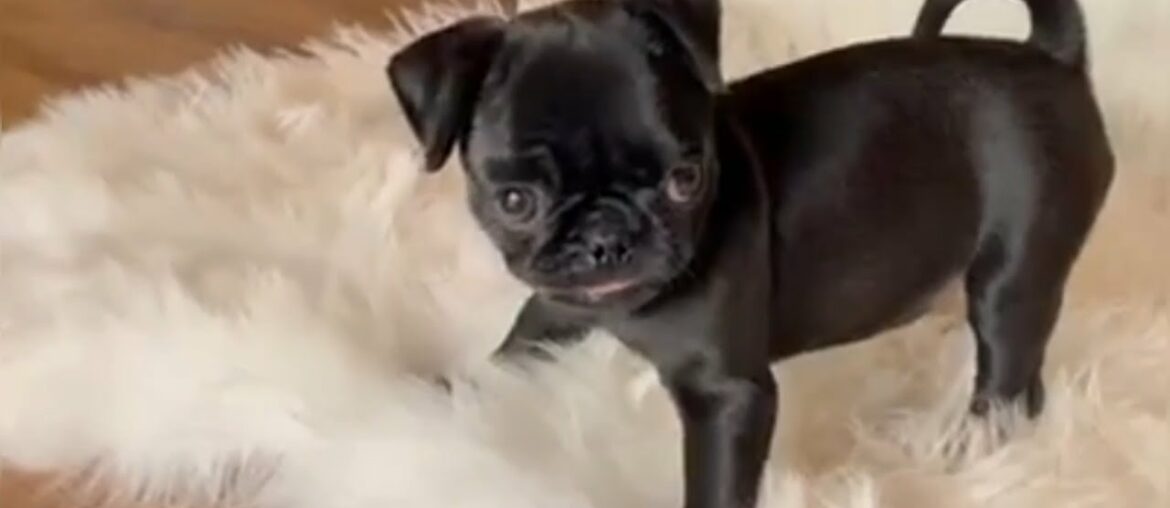 Tiny Puppy Who Was Diagnosed With Hydrocephalus But So Feisty That Nothing Can Stop Her Zooming Tiny Puppy Who Was Diagnosed With Hydrocephalus But So Feisty That Nothing Can Stop Her Zooming