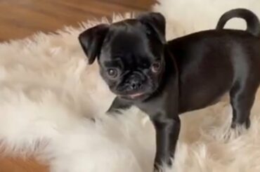 Tiny Puppy Who Was Diagnosed With Hydrocephalus But So Feisty That Nothing Can Stop Her Zooming