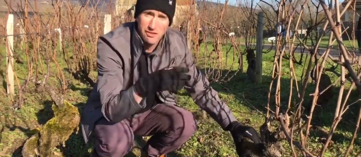 Following Wine Growing and Production, Part 1