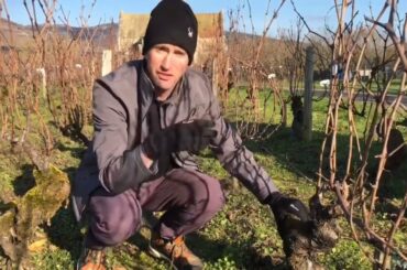 Following Wine Growing and Production, Part 1