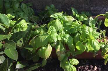 Chef Mels’ Herb Garden