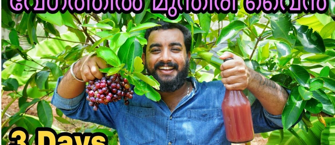 വേഗത്തിൽ മുന്തിരി വൈൻ | 3 days grapes wine | homemade | instant വേഗത്തിൽ മുന്തിരി വൈൻ | 3 days grapes wine | homemade | instant