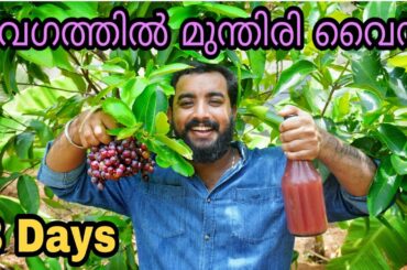 വേഗത്തിൽ മുന്തിരി വൈൻ | 3 days grapes wine | homemade | instant