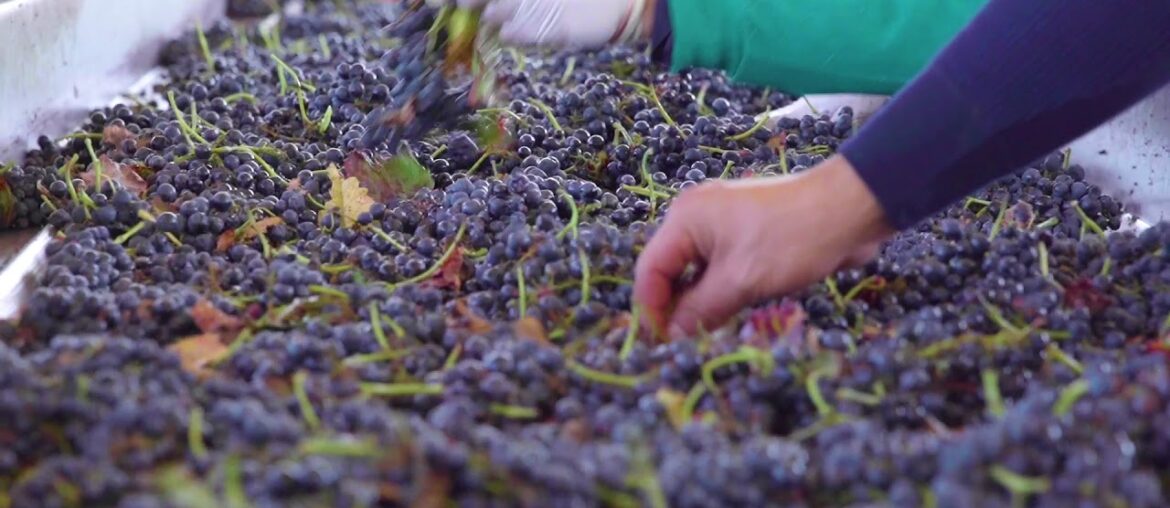 Viña Dalbosco - Dalbosco Vineyard & Winery