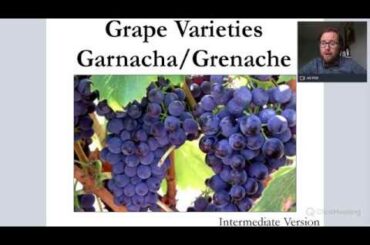 Grape Varieties: Garnacha/Grenache for WSET Level 2