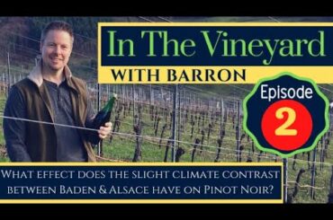 Episode 2 - In the Vineyard with Barron: What effect climate contrast has on Baden & Alsace wines?