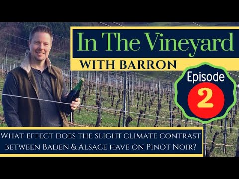 Episode 2 – In the Vineyard with Barron: What effect climate contrast has on Baden & Alsace wines? Episode 2 - In the Vineyard with Barron: What effect climate contrast has on Baden & Alsace wines?