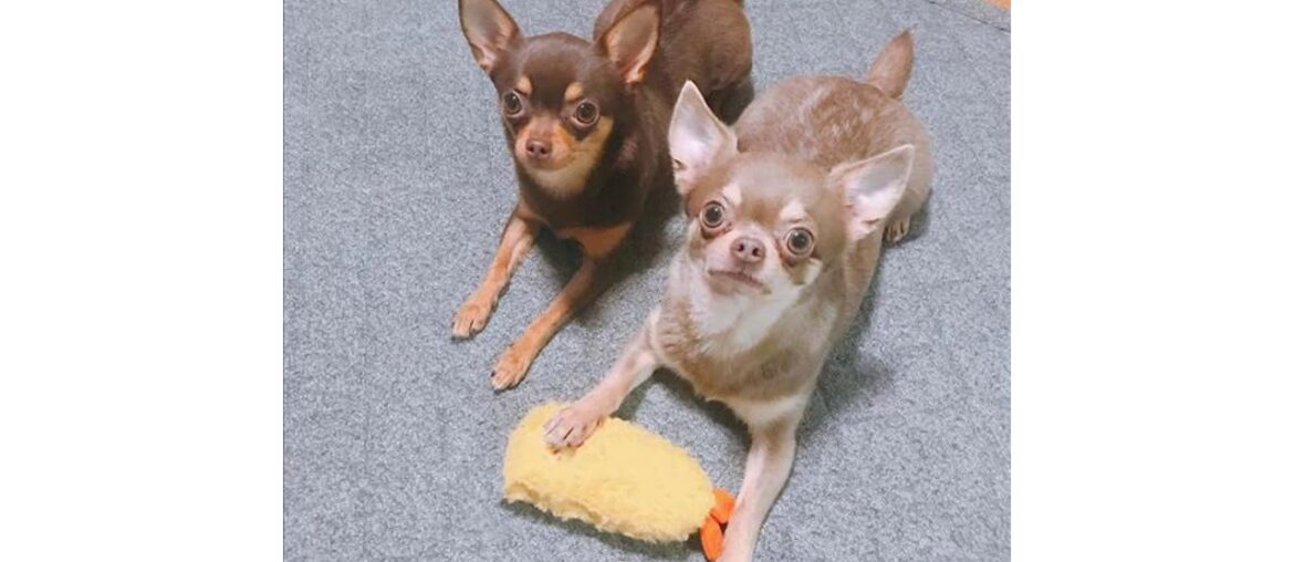 Pet Funny Toys Cut Squeak Toys For Dogs 1pcs Toys For Puppy Game French Bulldogs Akita Labrador Ca