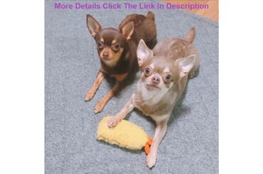 Pet Funny Toys Cut Squeak Toys For Dogs 1pcs Toys For Puppy Game French Bulldogs Akita Labrador Ca