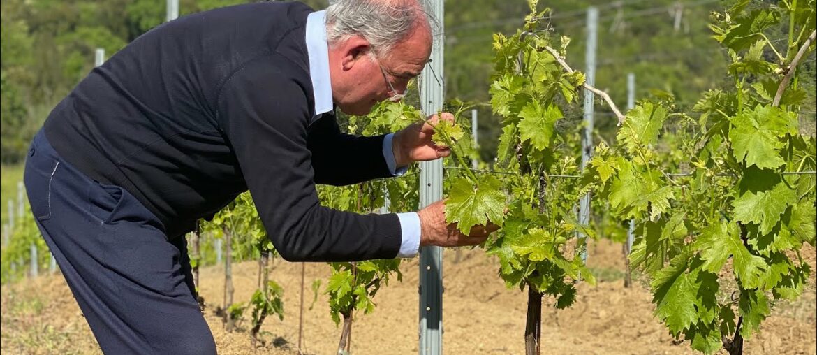 Tuscan Cabernet Vineyards I Tenuta Torciano Tuscan Cabernet Vineyards I Tenuta Torciano