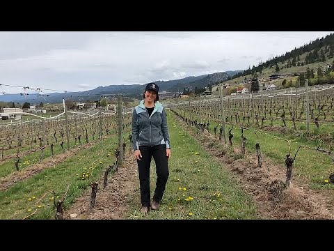 Roche Wines Vigneron Video Journal episode 3 Roche Wines Vigneron Video Journal episode 3