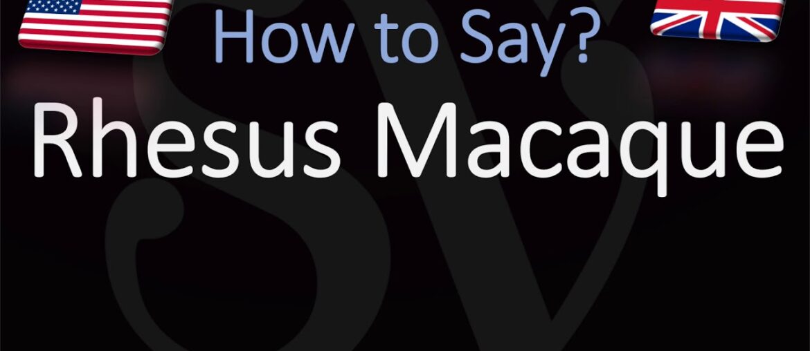 How to Pronounce Rhesus Macaque? (CORRECTLY)