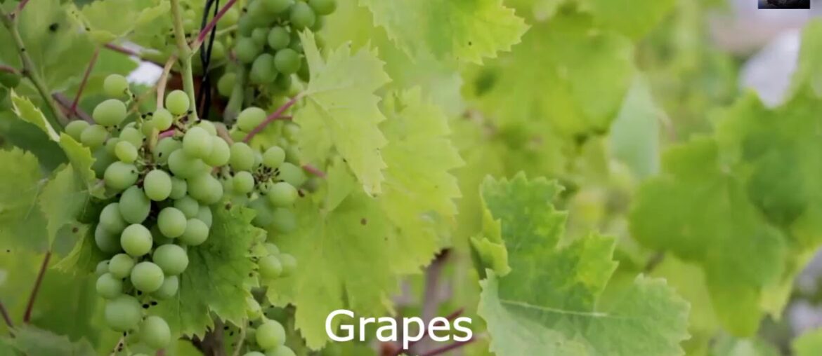 Grapes