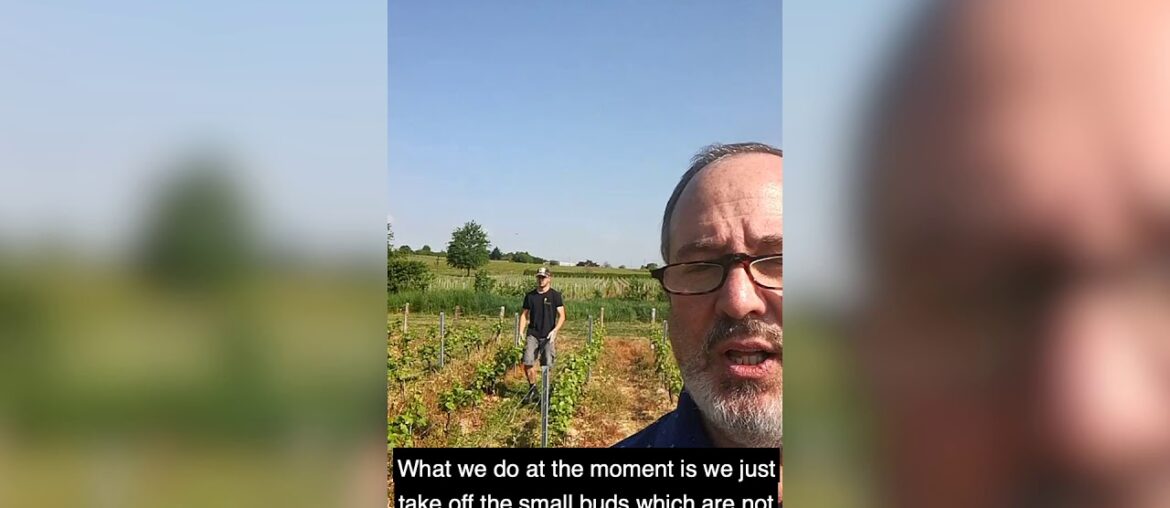 A short message from our wine producer in Beaujolais A short message from our wine producer in Beaujolais