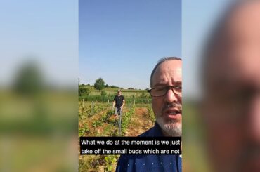 A short message from our wine producer in Beaujolais