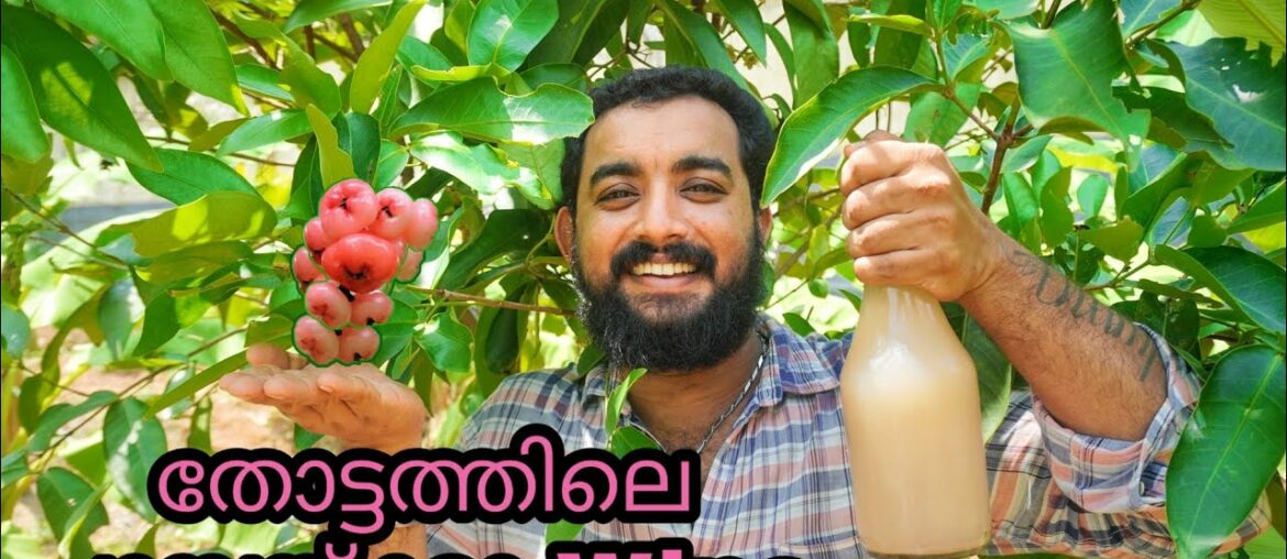 തോട്ടത്തിലെ ചാമ്പയ്ക്കാ Wine🍷| roseapple wine| homemade|wine from roseapple