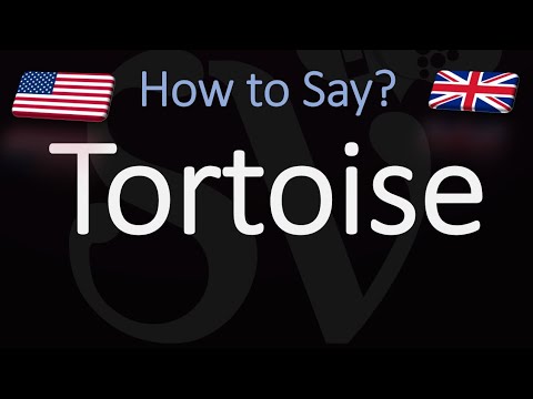 How to Pronounce Tortoise? (CORRECTLY) How to Pronounce Tortoise? (CORRECTLY)