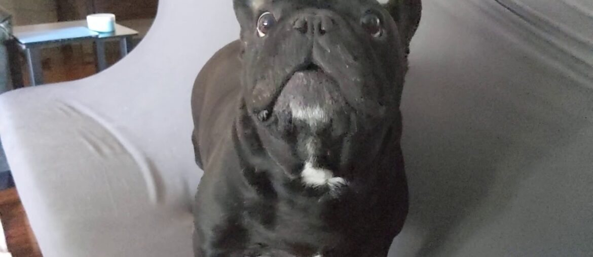 French Bulldogs Kylo and Maui - Dinner time