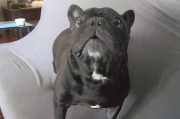 French Bulldogs Kylo and Maui - Dinner time