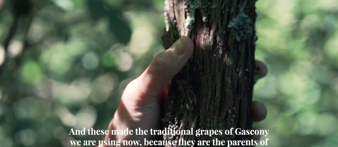 Wine tasting of Cyllène a Merlot and Manseng Noir wine