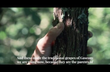 Wine tasting of Cyllène a Merlot and Manseng Noir wine