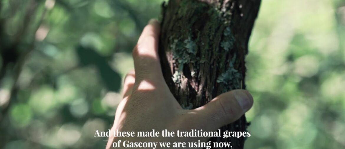 Discover Moonseng a PGI Côtes de Gascogne red wine