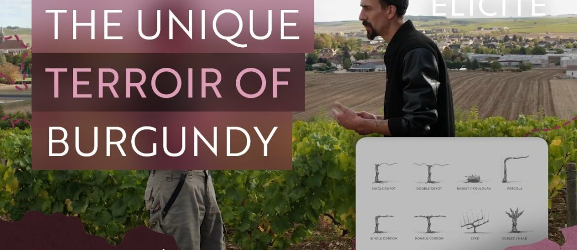 The Unique Terroir of The Burgundy Wine Region