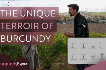 The Unique Terroir of The Burgundy Wine Region