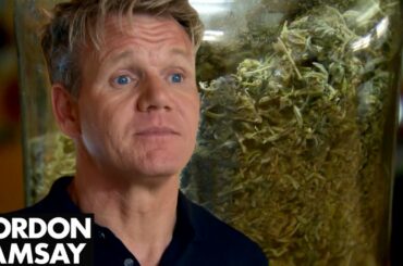 "High As A Kite" Owner Shows Gordon His Medicinal Marijuana | Hotel Hell