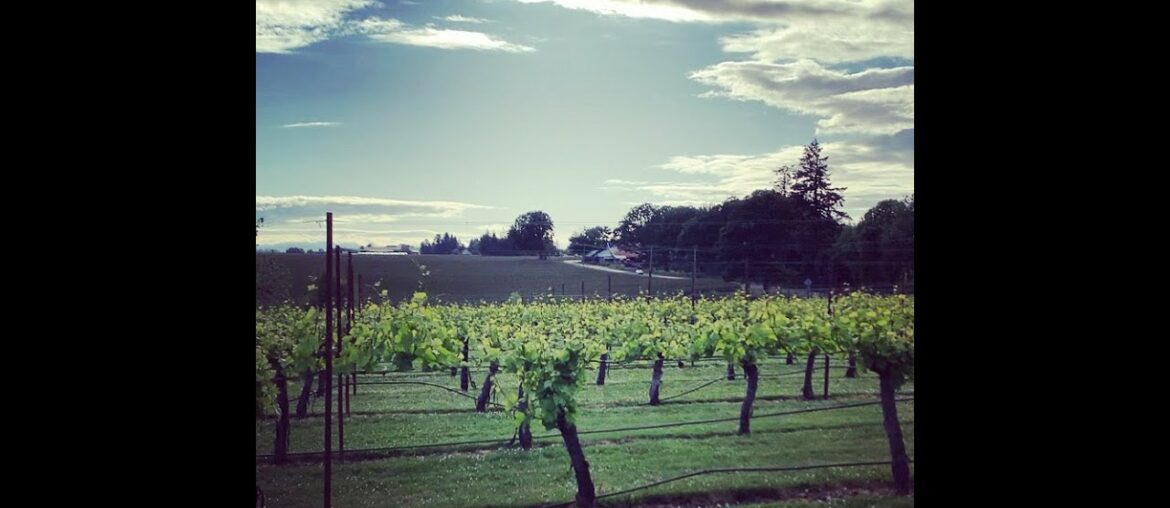 The Vino Cru: Alexa's Sommelier-Eye View of Pommard Pinot Noir Vines