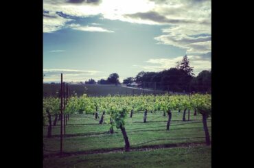 The Vino Cru: Alexa's Sommelier-Eye View of Pommard Pinot Noir Vines