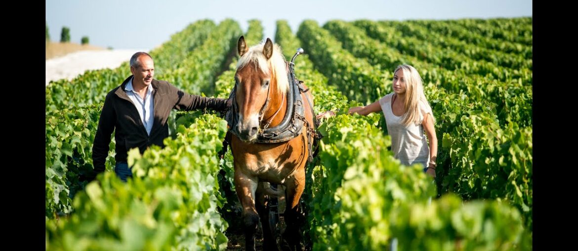 Wine Berserkers Zoom Session with Mathilde Margaine of A. Margaine