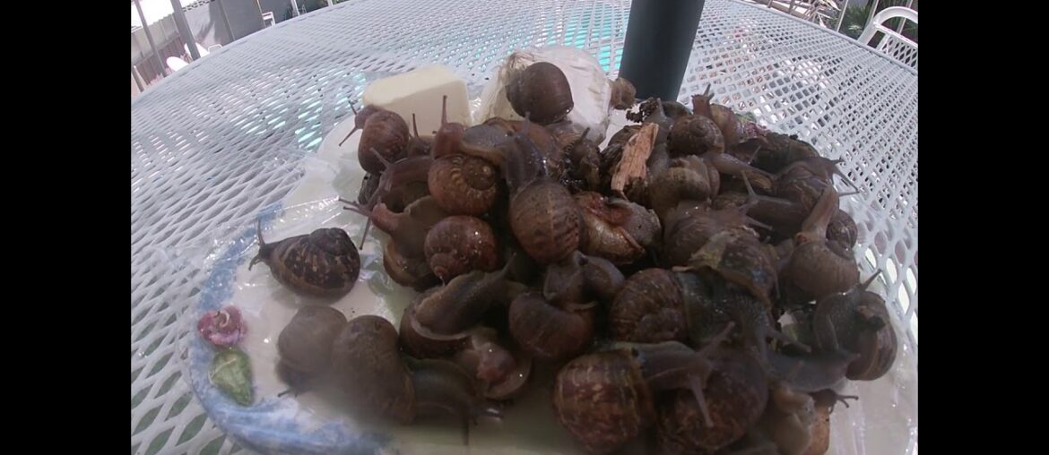 NATIONAL ESCARGOT DAY May 24th