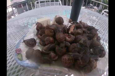 NATIONAL ESCARGOT DAY May 24th