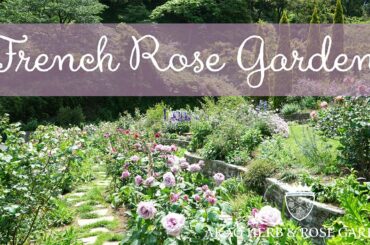French Rose Garden 20200520 アカオハーブ＆ローズガーデン
