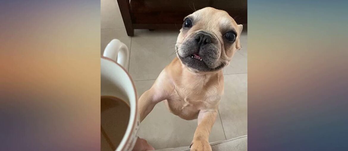 YMAXGO French Bulldog Ceramics Food Bowl with Adjustment Bracket, Double Non-Slip review