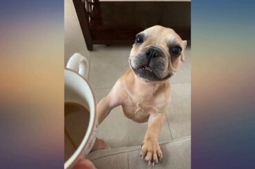 YMAXGO French Bulldog Ceramics Food Bowl with Adjustment Bracket, Double Non-Slip review