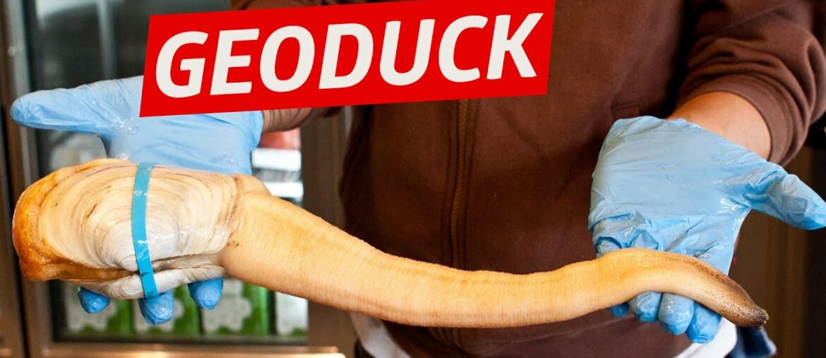 Breaking Down Geoduck (The World’s Weirdest Delicacy) – Snack Break Breaking Down Geoduck (The World’s Weirdest Delicacy) - Snack Break