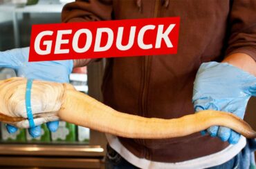 Breaking Down Geoduck (The World’s Weirdest Delicacy) - Snack Break